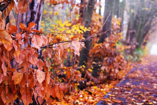 Parque de outono com folhas secas marrons e laranjas em primeiro plano em tempo ensolarado