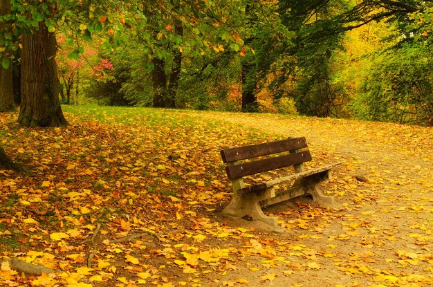 Parque de outono com laranjeiras, folhas secas e um único banco, plano de fundo natural sazonal