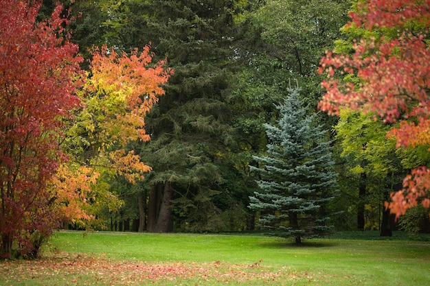 parque de outono em cores laranja, vermelho e verde, paisagem natural colorida