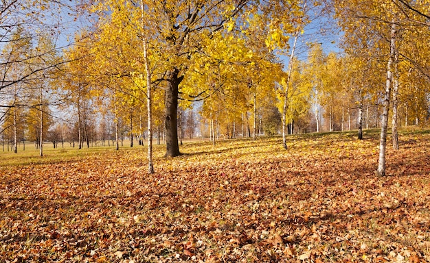 parque de Outono