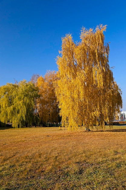 parque de Outono