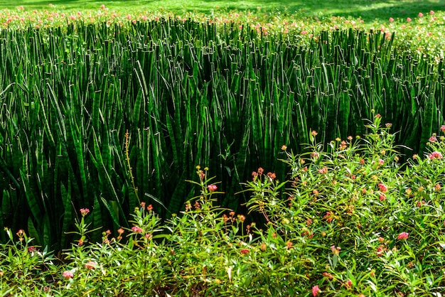 Parque de paisagismo na Tailândia