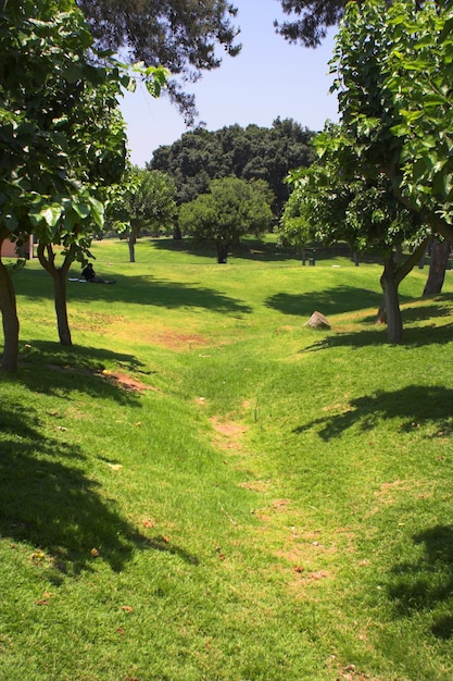 Parque de verão bonito