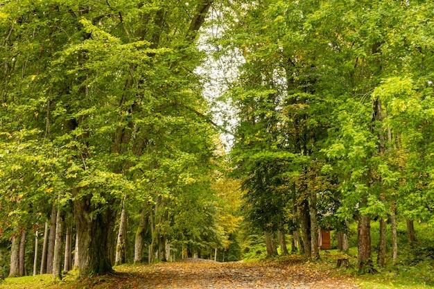 Parque de Verão e Folhas Caídas na Estrada Velha