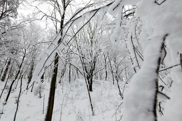 Un parque con diferentes árboles en la temporada de invierno, los árboles del parque están cubiertos de nieve, puede haber rastros de personas en la nieve.