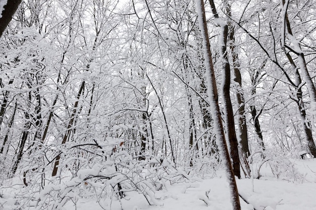 un parque con diferentes árboles en la temporada de invierno, los árboles del parque están cubiertos de nieve, puede haber rastros de personas en la nieve