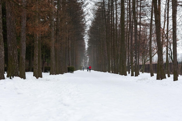 Parque do caminho de inverno. Uma estrada larga com pessoas andando e correndo. Dia de inverno nublado cinza.