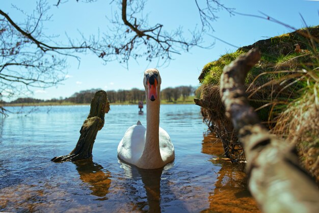 Foto parque do lago swan tatton