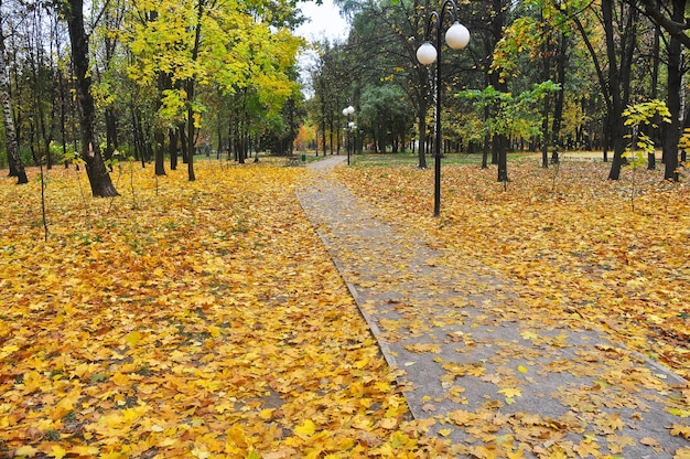 Parque do outono no momento da desfolha