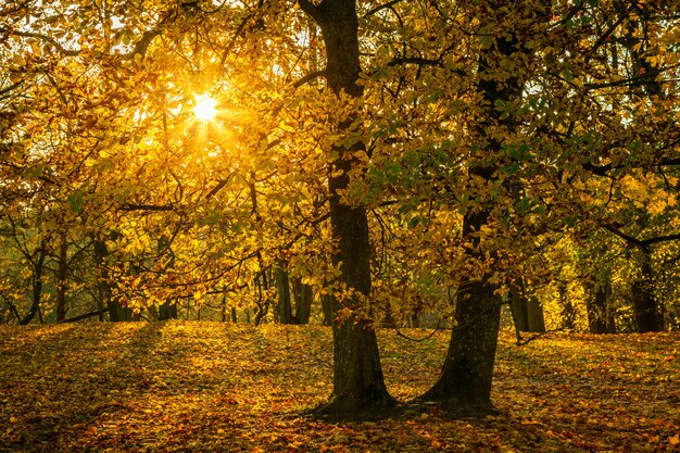 Parque dorado de otoño