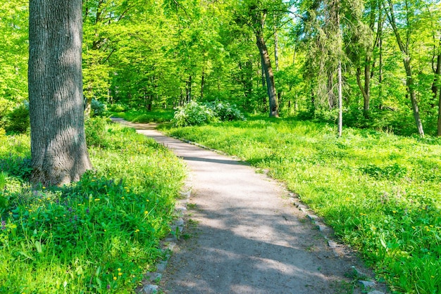 Parque e caminho com árvores verdes