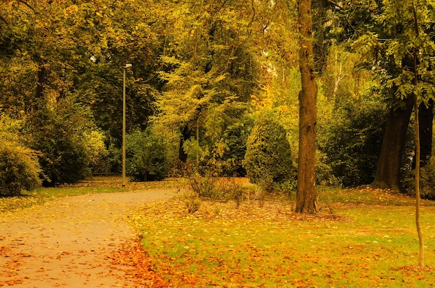 Parque ensolarado de outono com laranjeiras e um beco vazio, plano de fundo natural e sazonal
