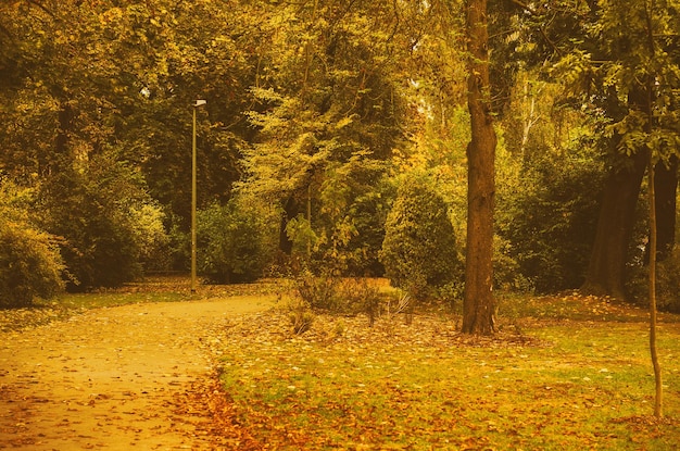 Parque ensolarado de outono