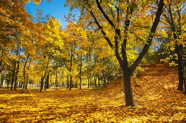 Parque ensolarado do outono com fundo sazonal natural das laranjeiras