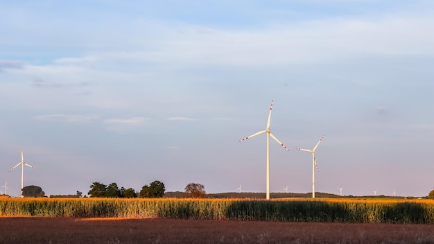 Parque eólico en el campo, las turbinas eólicas giran para generar electricidad, energía alternativa y tecnología verde al atardecer