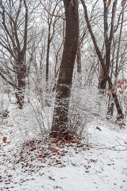 El parque está cubierto con una fina capa de nieve en invierno El parque con árboles altos y caminos está cubierto