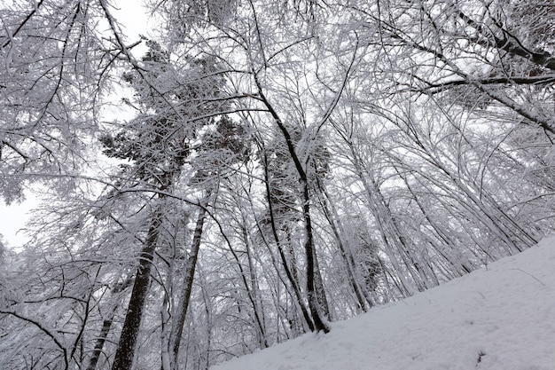 El parque está cubierto de nieve en invierno.