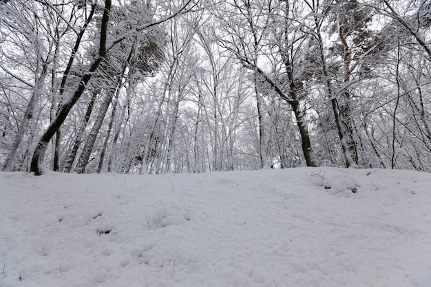 El parque está cubierto de nieve en invierno.