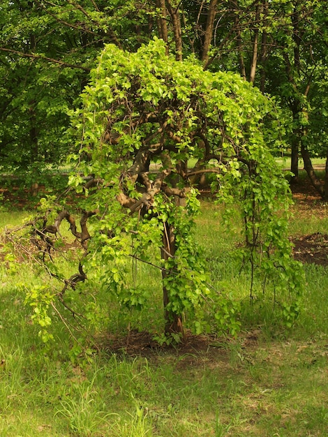 El parque está en plena floración.