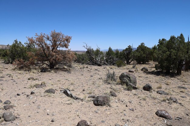 Parque estatal del bosque petrificado Utah