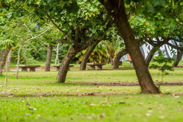 Parque Figueiras en la laguna Rodrigo de Freitas en Río de Janeiro