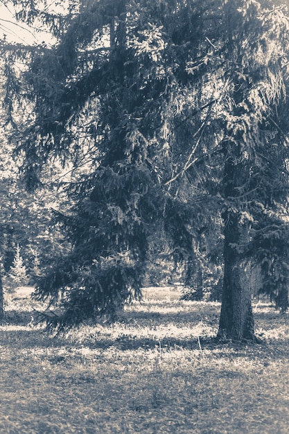 Parque florestal antigo com foto vintage deixa árvores na estrada