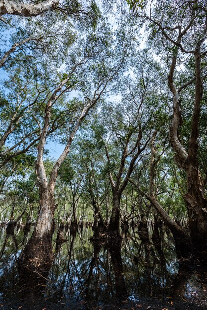 Parque florestal de mangue e reflexões do rio na Tailândia