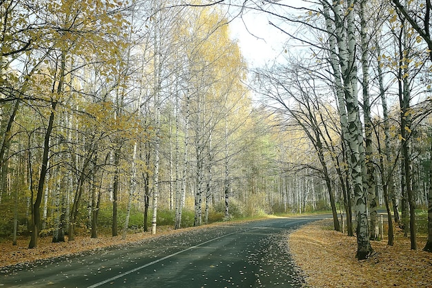 Parque de fondo borroso de otoño / papel tapiz amarillo, bosque de otoño, concepto de paisaje estacional, ramas de árboles, hojas