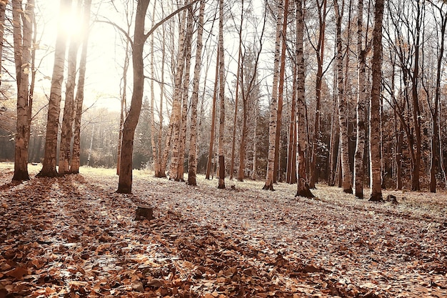 Parque de fondo borroso de otoño / papel tapiz amarillo, bosque de otoño, concepto de paisaje estacional, ramas de árboles, hojas