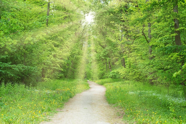 Parque forestal con carril