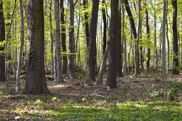 El parque forestal cultiva muchos árboles, follaje verde fresco, la hierba es primavera verde