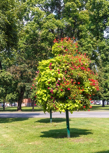 Un parque forestal con grandes árboles.