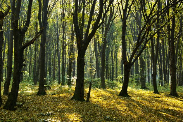 Parque forestal verde otoño