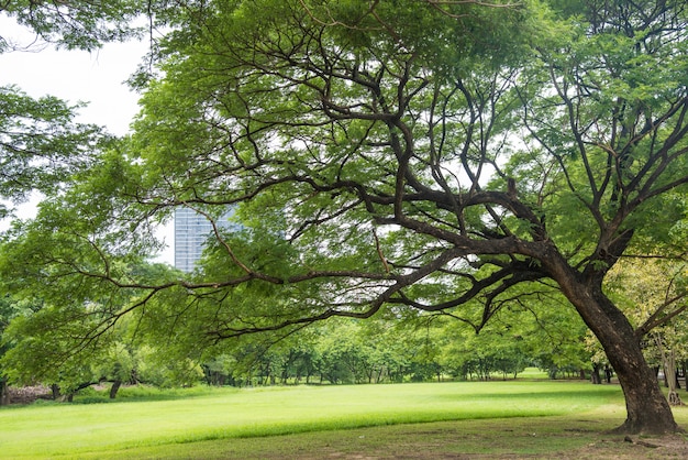 Foto parque grande da árvore em público com grama verde