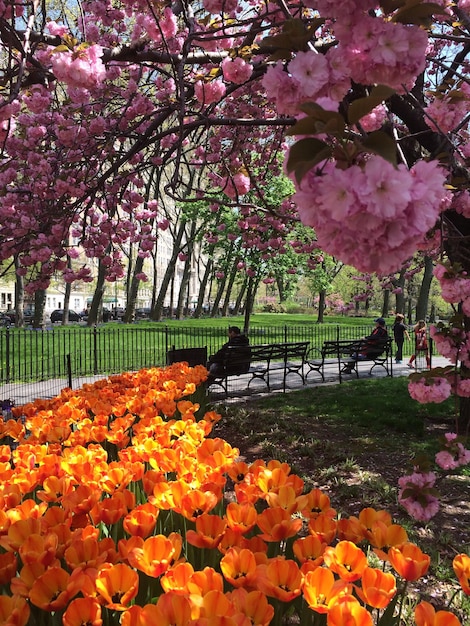 Foto parque idílico en la primavera