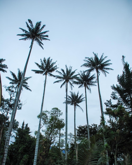 Foto parque de la independencia de la palma de cera en bogotá, colombia