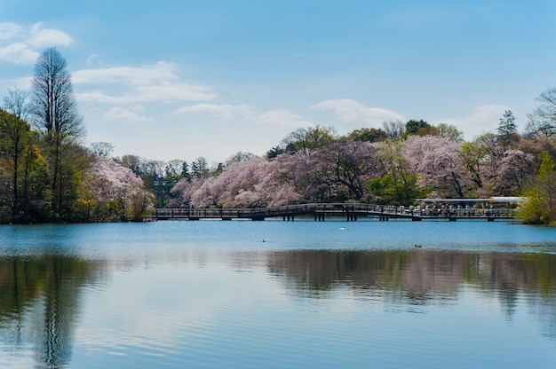 El parque Inokashira es un famoso lugar para ver los cerezos en flor en Tokio, Japón