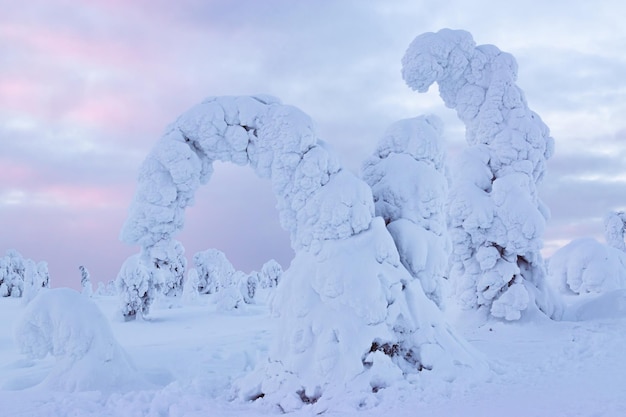 parque de invierno con árboles cubiertos de nieve en Laponia, Finlandia