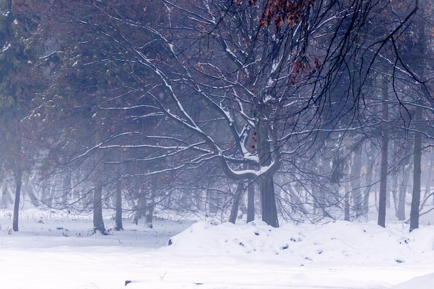 Parque de invierno con árboles cubiertos de nieve durante la niebla