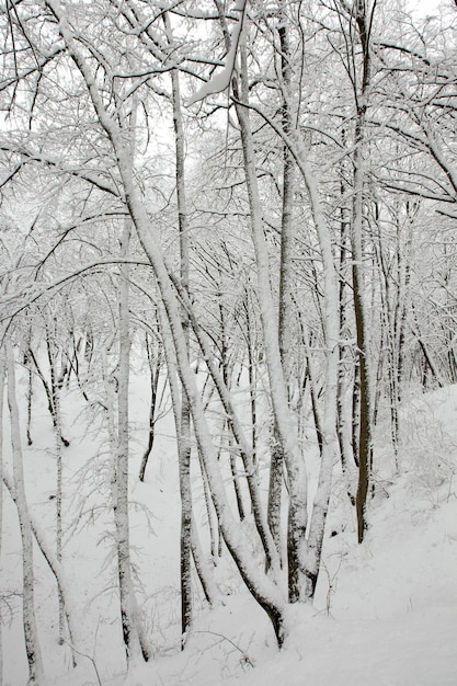 Parque de invierno con árboles sin follaje