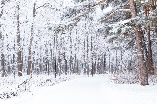 Parque de invierno de concepto de temporada y naturaleza en la nieve