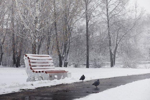 Parque de invierno cubierto de nieve y bancos. Parque y muelle para alimentar patos y palomas. La primera nevada cubrió el parque otoñal.