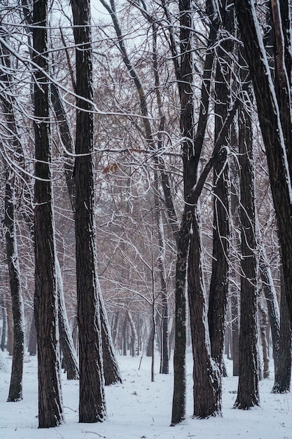 Parque de invierno cubierto de nieve después de ventisca