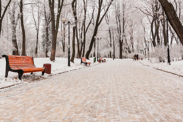 Parque de invierno cubierto de nieve y escarcha