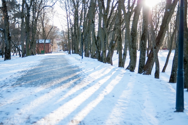 Parque de invierno en el día