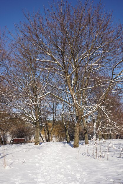 Parque en invierno durante el día