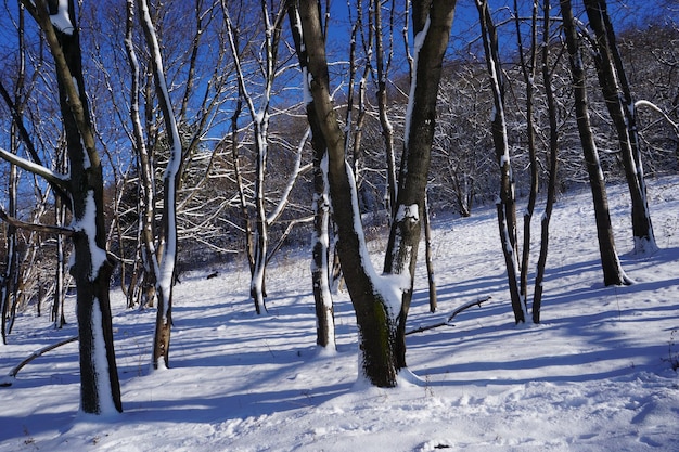 Parque en invierno durante el día