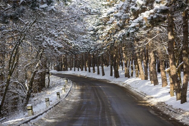 Parque de invierno en la nieve. Camino en la nieve. paisaje de invierno.