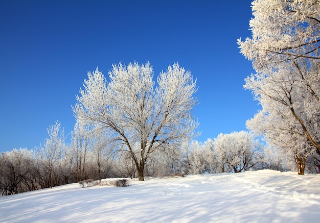 Parque de invierno de nieve bajo un cielo azul