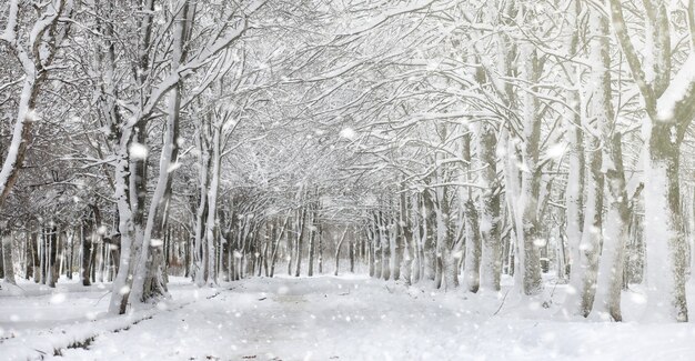 Parque de invierno bajo la nieve. Tormenta de nieve en el parque de la ciudad. Aparque para pasear con toda la familia bajo la capa de nieve.